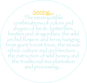 
Seeing... 
The inexhaustible combinations of colors and shapes of birds, butterflies, beetles and dragonflies, the wild orchid flowers and ferns hanging from giant forest trees, the mosaic ethnic culture and architecture... the extraction of wild honey and the traditional tea plantation and processing...