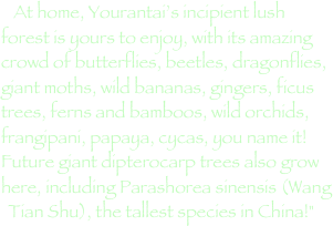 At home, Yourantai’s incipient lush forest is yours to enjoy, with its amazing crowd of butterflies, beetles, dragonflies, giant moths, wild bananas, gingers, ficus trees, ferns and bamboos, wild orchids, frangipani, papaya, cycas, you name it!  Future giant dipterocarp trees also grow here, including Parashorea sinensis (Wang Tian Shu), the tallest species in China!"